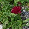 Knautia macedonica -- Mazedonische Witwenblume